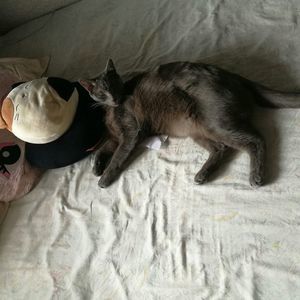 Meet your Posher, Andre